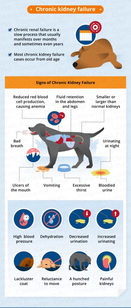 What Are Some Senior Dog Kidney Failure Symptoms?