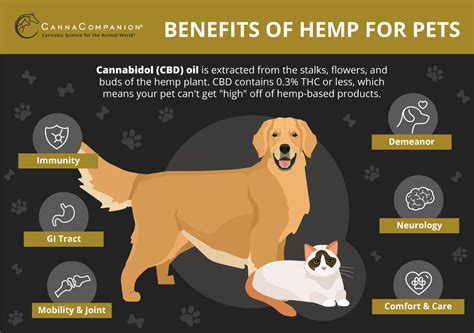 What Are The Benefits Of Cbd For Dogs