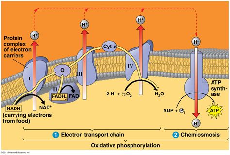 What Are The Electron Carriers Of Cellular Respiration …