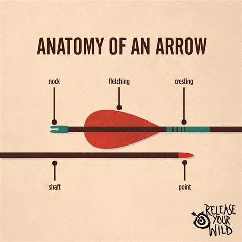 What Are The Parts of An Arrow? Archery Arrow …