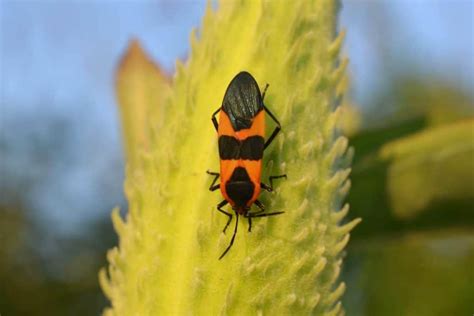 What Are These Bugs on My Butterflyweed? – …