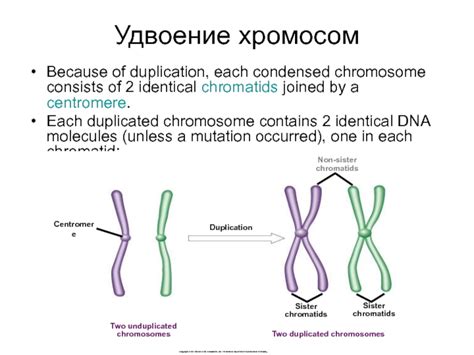 What Are YY Chromosomes? When Superman Syndrome Occurs - WebMD