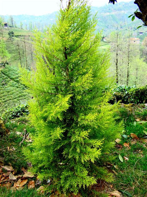 What Are the Advantages of Lemon Cypress Tree? - BmGen Brasil