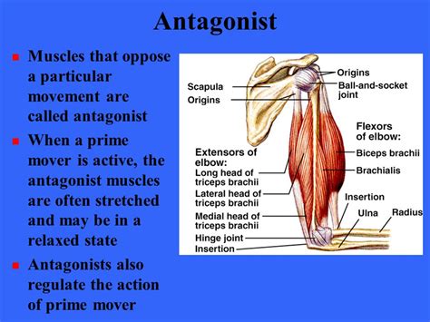 What Are the Antagonist Muscles 