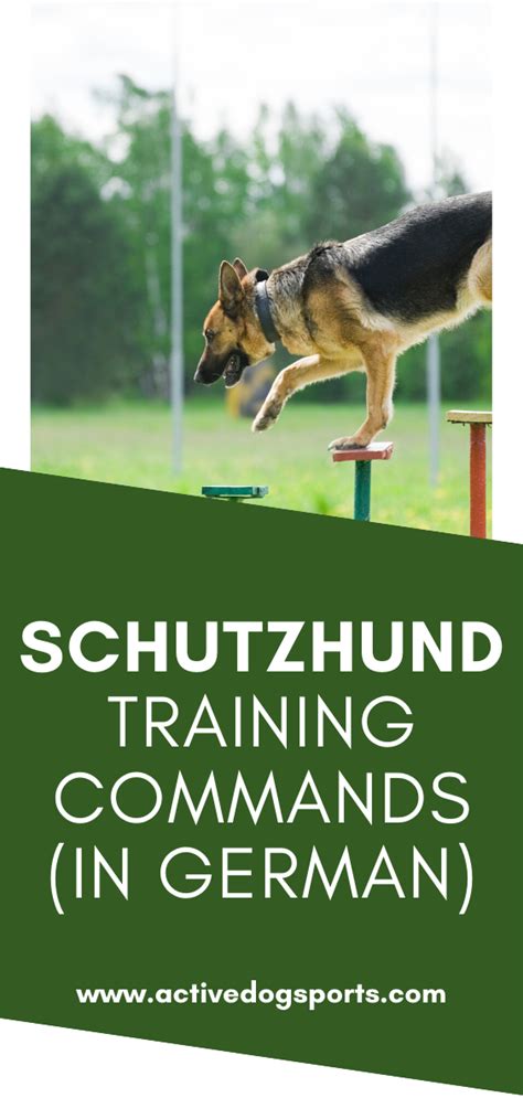 What Are the Basic Schutzhund Training Commands (German)?