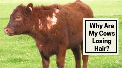 What Are the Causes of Hair Loss in Cattle? Pets on Mom.com