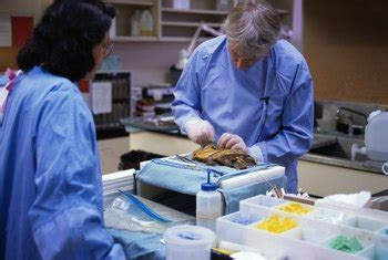 What Are the College Requirements for Becoming a Coroner?