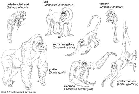 What Are the Functions of a Primate