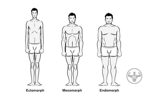 What Are the Three Main Body Types 