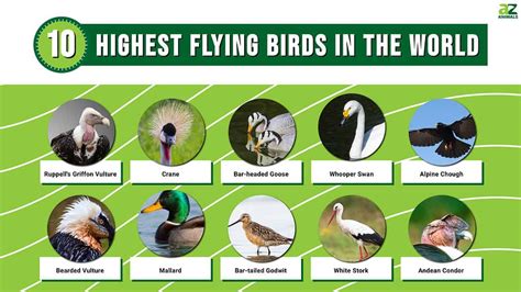 What Bird Can Fly the Highest? - Here Be Answers