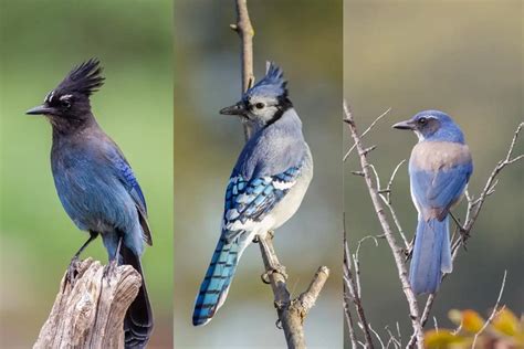 What Bird Looks Similar To A Blue Jay? PetThings