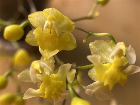 What Blooms From Dust