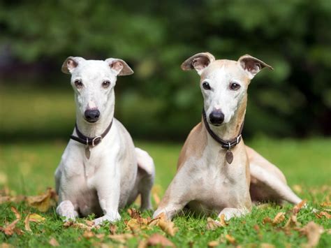 What Breed Is Both a Speed Racer and a Couch Potato? The Whippet!