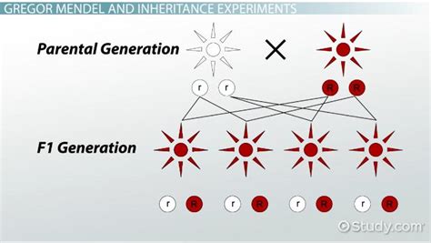 What Breeding Means &ndash; Ultimate Guide For Gay Men