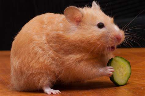 What Can Hamsters Eat? (The Best & Worst Food Options)