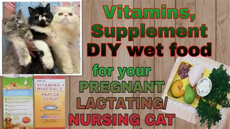 What Can I Give a Nursing Cat to Help Increase Her Milk Production?