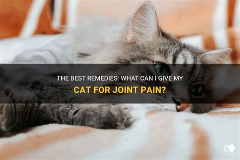 What Can You Give Cats For Arthritis Pain