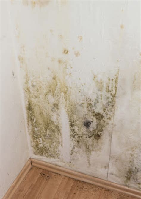 What Causes Mold In Closets? Valleywide Restoration