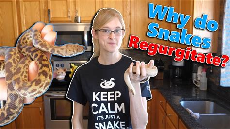 What Causes Snakes to Regurgitate (and how to prevent it)