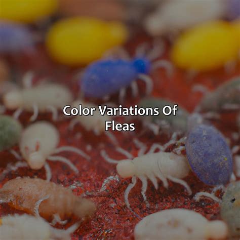 What Color Are Fleas