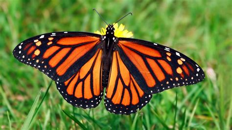 What Color Are Monarch Butterflies