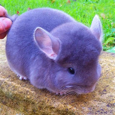What Color Chinchilla Is Rare