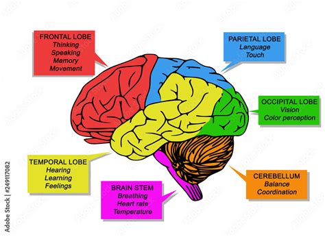 What Color Is The Human Brain