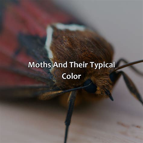 What Color Is The Typical Version Of The Moths