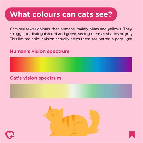 What Colors Can Cats See