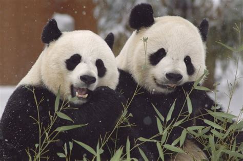 What DC’s giant pandas taught the world about conservation during their time at the National Zoo