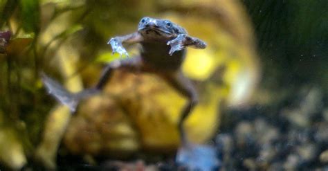 What Do African Dwarf Frogs Eat in the Wild & As Pets?