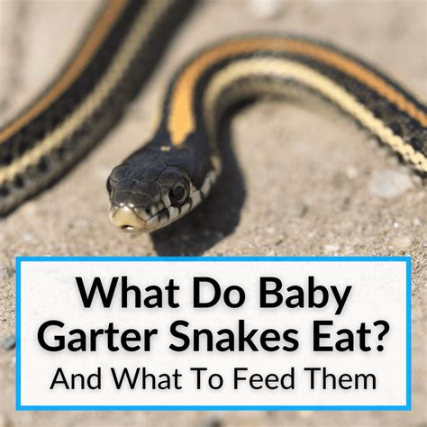 What Do Baby Garter Snakes Eat? (Full Guide)