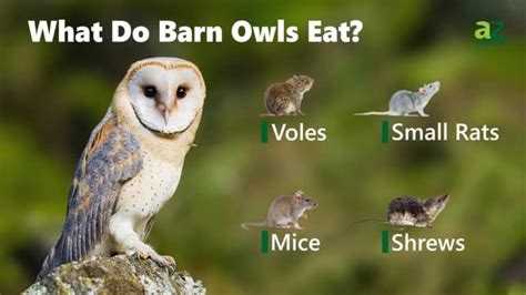 What Do Barn Owls Eat? 25 Foods They Consume - AZ …