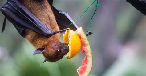 What Do Bats Eat? - Feeding Nature