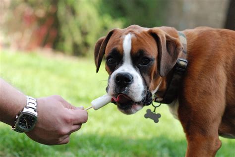 What Do Boxer Puppies Eat