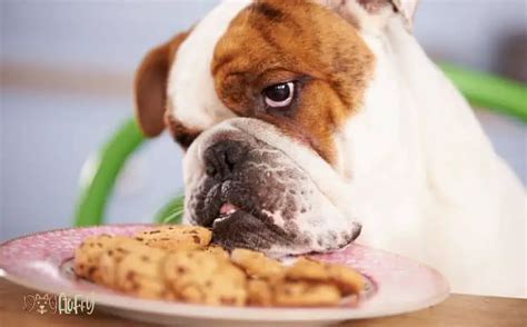 What Do Bulldog Puppies Eat