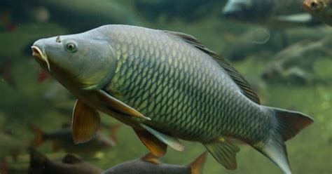 What Do Carp Eat? 9 Foods In Their Diet - AZ Animals