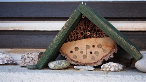 What Do Carpenter Bee Nests Look Like? - Big Blue …