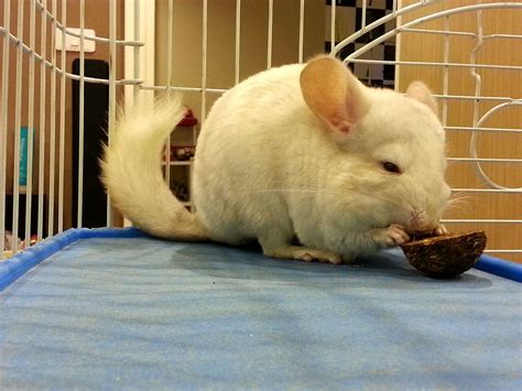 What Do Chinchillas Eat As Pets? - Pet Food Guide