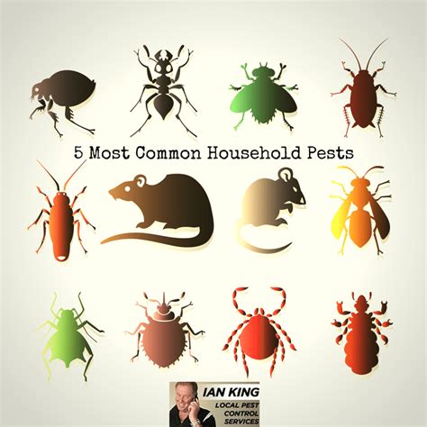 What Do Christmas and the New Year have in Common with Pest and Your Home?
