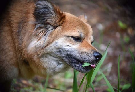 What Do Dogs Eat in the Wild? - PatchPuppy.com