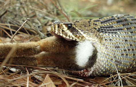 What Do Eastern Diamondback Rattlesnakes Eat? - AZ …