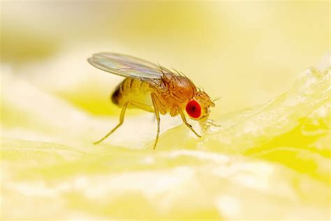 What Do Fruit Flies Look Like? Pictures & Tips To Spot Them