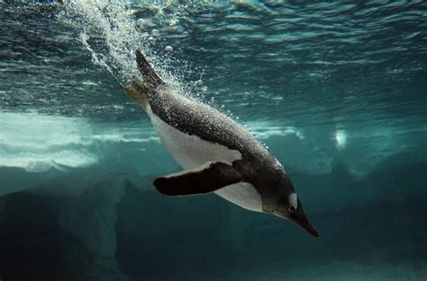 What Do Gentoo Penguins Eat? - American Oceans