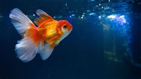 What Do Goldfish Eat? (Diet, Care & Feeding Tips)