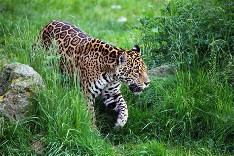 What Do Jaguars Eat? - Joy of Animals