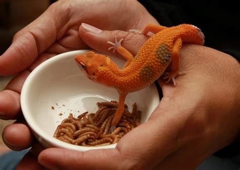 What Do Leopard Geckos Eat? Best Food List, Diet