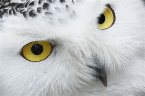 What Do Owls Eat - Definitive Guide to 33 Types of Owls …