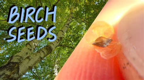 What Do Paper Birch Tree Seeds Look Like: How Can You Identify a Locust Tree? image 1
