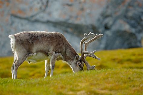 What Do Reindeer Eat? ⋆ All Natural Pet Care